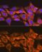 Suppressor Of Cytokine Signaling 2 antibody, GTX03238, GeneTex, Immunofluorescence image 
