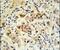 BH3 Interacting Domain Death Agonist antibody, PA5-11384, Invitrogen Antibodies, Immunohistochemistry frozen image 