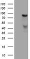 Hepatocyte Growth Factor antibody, NBP2-45972, Novus Biologicals, Western Blot image 