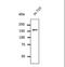 Clathrin Heavy Chain antibody, LS-C348290, Lifespan Biosciences, Western Blot image 