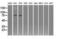 GLGB antibody, NBP2-02245, Novus Biologicals, Western Blot image 