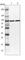 Glutaminyl-TRNA Synthetase antibody, HPA036986, Atlas Antibodies, Western Blot image 