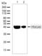 AKT1 Substrate 1 antibody, 701075, Invitrogen Antibodies, Western Blot image 
