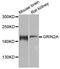 Glutamate Ionotropic Receptor NMDA Type Subunit 2A antibody, abx124225, Abbexa, Western Blot image 