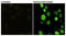 H2A Histone Family Member X antibody, STJ99254, St John