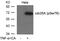 Cell Division Cycle 25A antibody, 79-169, ProSci, Western Blot image 