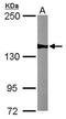 WD Repeat Domain 19 antibody, GTX119202, GeneTex, Western Blot image 