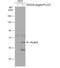 PLAG1 Zinc Finger antibody, NBP2-15075, Novus Biologicals, Western Blot image 