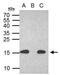 H2A Histone Family Member X antibody, GTX628789, GeneTex, Immunoprecipitation image 