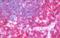 Karyopherin Subunit Alpha 2 antibody, orb73968, Biorbyt, Immunohistochemistry paraffin image 