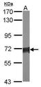 Serine Palmitoyltransferase Long Chain Base Subunit 2 antibody, PA5-31130, Invitrogen Antibodies, Western Blot image 