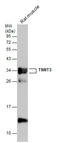 Troponin T, fast skeletal muscle antibody, GTX130922, GeneTex, Western Blot image 