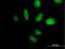TATA-Box Binding Protein Associated Factor, RNA Polymerase I Subunit B antibody, H00009014-B01P, Novus Biologicals, Immunofluorescence image 