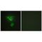 PDZ And LIM Domain 1 antibody, PA5-49758, Invitrogen Antibodies, Immunofluorescence image 