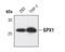 Glutathione Peroxidase 1 antibody, MA5-14868, Invitrogen Antibodies, Western Blot image 