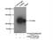 Isoleucyl-tRNA synthetase, mitochondrial antibody, 17170-1-AP, Proteintech Group, Immunoprecipitation image 