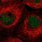 AlkB Homolog 3, Alpha-Ketoglutaratedependent Dioxygenase antibody, PA5-65438, Invitrogen Antibodies, Immunofluorescence image 