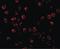 BCL2 Binding Component 3 antibody, LS-B1334, Lifespan Biosciences, Immunofluorescence image 