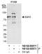 Slingshot Protein Phosphatase 3 antibody, NB100-60674, Novus Biologicals, Western Blot image 