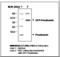 Transthyretin antibody, LS-B2607, Lifespan Biosciences, Western Blot image 