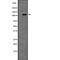 Serine/threonine-protein kinase TAO2 antibody, PA5-67854, Invitrogen Antibodies, Western Blot image 