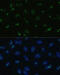 Nucleolar And Coiled-Body Phosphoprotein 1 antibody, 19-932, ProSci, Immunofluorescence image 