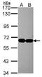 Integrator Complex Subunit 4 antibody, PA5-30733, Invitrogen Antibodies, Western Blot image 