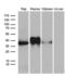 CD79b Molecule antibody, LS-C800094, Lifespan Biosciences, Western Blot image 