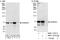 SAM And HD Domain Containing Deoxynucleoside Triphosphate Triphosphohydrolase 1 antibody, NBP2-12776, Novus Biologicals, Immunoprecipitation image 