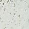 Solute Carrier Family 1 Member 4 antibody, LS-C747606, Lifespan Biosciences, Immunohistochemistry frozen image 