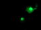 FXN Frataxin FRDA X25 antibody, TA504352, Origene, Immunofluorescence image 