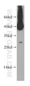 Tetraspanin 12 antibody, 12812-1-AP, Proteintech Group, Western Blot image 