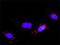 Fibroblast Growth Factor 5 antibody, H00002250-M01, Novus Biologicals, Proximity Ligation Assay image 