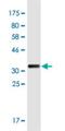 Ras Association Domain Family Member 5 antibody, H00083593-M01, Novus Biologicals, Western Blot image 