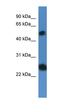 Src Like Adaptor 2 antibody, orb326344, Biorbyt, Western Blot image 