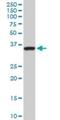 Septin 3 antibody, H00055964-M03, Novus Biologicals, Western Blot image 