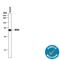 Hexosaminidase Subunit Alpha antibody, AF6237, R&D Systems, Western Blot image 