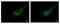 Pleckstrin antibody, NBP1-31099, Novus Biologicals, Immunofluorescence image 