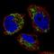 Ornithine Carbamoyltransferase antibody, NBP2-59038, Novus Biologicals, Immunofluorescence image 