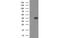 Hydroxyacid Oxidase 1 antibody, MBS830820, MyBioSource, Western Blot image 