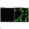 H2A Histone Family Member X antibody, LS-C813960, Lifespan Biosciences, Immunofluorescence image 