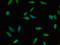Regulator Of G Protein Signaling 4 antibody, LS-C396571, Lifespan Biosciences, Immunofluorescence image 