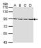 Leucine Zipper And EF-Hand Containing Transmembrane Protein 1 antibody, PA5-22233, Invitrogen Antibodies, Western Blot image 