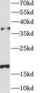 Aspartylglucosaminidase antibody, FNab00204, FineTest, Western Blot image 