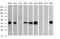 THUMP Domain Containing 1 antibody, MA5-26217, Invitrogen Antibodies, Western Blot image 