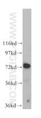 WDFY Family Member 4 antibody, 17558-1-AP, Proteintech Group, Western Blot image 