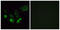 Olfactory Receptor Family 4 Subfamily Q Member 3 antibody, LS-C120879, Lifespan Biosciences, Immunofluorescence image 