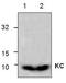 HSF antibody, TA319046, Origene, Western Blot image 