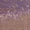 G Protein-Coupled Receptor 63 antibody, NBP1-82362, Novus Biologicals, Immunohistochemistry paraffin image 