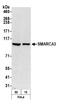 P113 antibody, NB100-280, Novus Biologicals, Western Blot image 